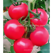 JT11 Debao TYLCV resistent hybrid tomatensamen, tomaten samen pflanzen